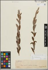 Foto von Salix repens subsp. incubacea (L.) A. Neumann